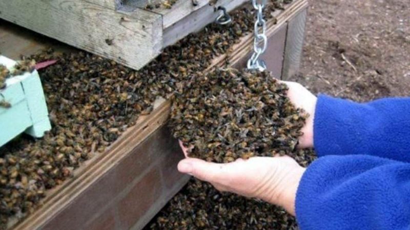 En el 2018 murieron millones de abejas