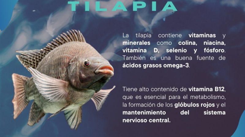 Llama Secretaría de Agricultura de Sonora a consumir pescados, como la tilapia